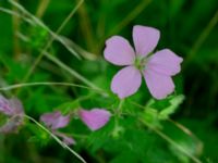 Geranium endressii Strandåsvägen, Malmö, Skåne, Sweden 20200626_0028