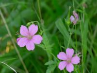 Geranium endressii Strandåsvägen, Malmö, Skåne, Sweden 20200626_0032