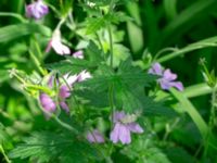 Geranium endressii Strandåsvägen, Malmö, Skåne, Sweden 20200626_0036