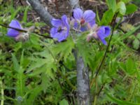 Geranium erianthum Anchor Point, Homer, Alaska, USA 20140617_1597