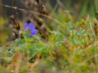 Geranium gymnocaulon Krasnaja Poljana, Krasnodar, Russia 20160908_0810