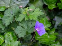 Geranium himalayense Almstigen N Nydalatorget, Malmö, Skåne, Sweden 20200527_0014