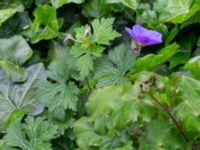 Geranium himalayense Almstigen N Nydalatorget, Malmö, Skåne, Sweden 20200527_0015