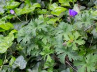 Geranium himalayense Almstigen N Nydalatorget, Malmö, Skåne, Sweden 20200527_0017