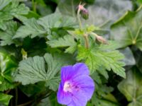 Geranium himalayense Almstigen N Nydalatorget, Malmö, Skåne, Sweden 20200527_0018