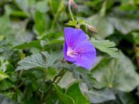 Geranium himalayense Almstigen N Nydalatorget, Malmö, Skåne, Sweden 20200527_0019