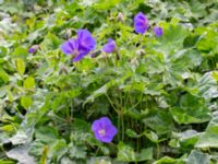 Geranium himalayense Almstigen N Nydalatorget, Malmö, Skåne, Sweden 20200527_0025