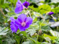 Geranium himalayense Almstigen N Nydalatorget, Malmö, Skåne, Sweden 20200527_0027