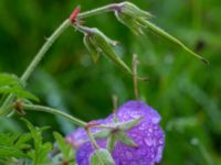 Geranium himalayense Kämnärsvägen, Lund, Skåne, Sweden 20171015_0005