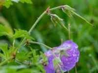 Geranium himalayense Kämnärsvägen, Lund, Skåne, Sweden 20171015_0008