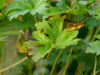 Geranium himalayense Kämnärsvägen, Lund, Skåne, Sweden 20171015_0011