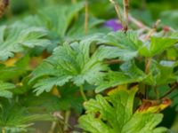 Geranium himalayense Kämnärsvägen, Lund, Skåne, Sweden 20171015_0012