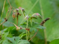 Geranium himalayense Kämnärsvägen, Lund, Skåne, Sweden 20171015_0013