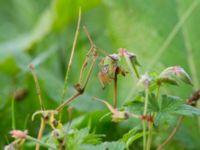 Geranium himalayense Kämnärsvägen, Lund, Skåne, Sweden 20171015_0014