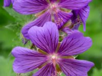 Geranium ibericum Björka, Helsingborg, Skåne, Sweden 20240601_0019