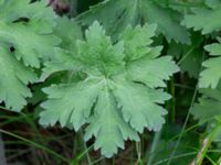 Geranium ibericum Björka, Helsingborg, Skåne, Sweden 20240601_0021