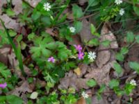 Geranium lucidum Östra huvudet, Stenshuvud, Simrishamn, Skåne, Sweden 20190501_0092