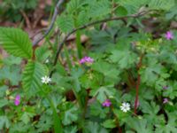 Geranium lucidum Östra huvudet, Stenshuvud, Simrishamn, Skåne, Sweden 20190501_0093