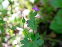 Geranium lucidum Grönskog, Borgholm, Öland, Sweden 20190525_0080