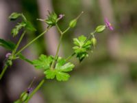 Geranium lucidum Grönskog, Borgholm, Öland, Sweden 20190525_0083