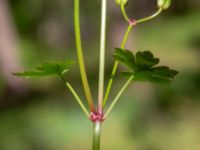 Geranium lucidum Grönskog, Borgholm, Öland, Sweden 20190525_0085