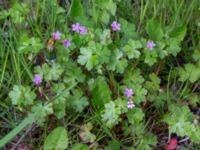 Geranium lucidum Hällevik, Simrishamn, Skåne, Sweden 20170506_0178