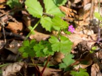 Geranium lucidum Hällevik, Simrishamn, Skåne, Sweden 20170506_0188