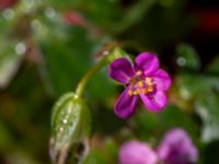 Geranium lucidum Näktergalsvägen, Bunkeflostrand, Malmö, Skåne, Sweden 20200501_0046