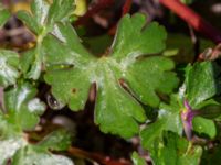 Geranium lucidum Näktergalsvägen, Bunkeflostrand, Malmö, Skåne, Sweden 20200501_0050