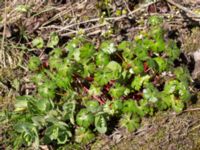 Geranium lucidum Stenshuvud, Simrishamn, Skåne, Sweden 20160420_0003