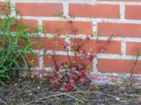 Geranium lucidum Utställningsgatan, Malmö, Skåne, Sweden 20190531_0117