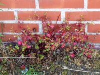 Geranium lucidum Utställningsgatan, Malmö, Skåne, Sweden 20190531_0118