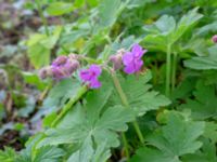 Geranium macrorrhizum Borgarparken, Lund, Skåne, Sweden 20180517_0004