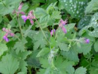 Geranium macrorrhizum Borgarparken, Lund, Skåne, Sweden 20180517_0005