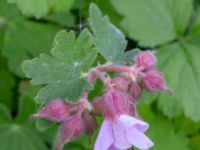 Geranium macrorrhizum Borgarparken, Lund, Skåne, Sweden 20180517_0006