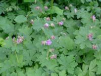 Geranium macrorrhizum Borgarparken, Lund, Skåne, Sweden 20180517_0019