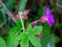 Geranium macrorrhizum Dalby stenbrott, Lund, Skåne, Sweden 20200523_0049