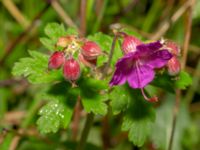 Geranium macrorrhizum Dalby stenbrott, Lund, Skåne, Sweden 20200523_0051