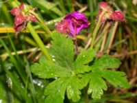 Geranium macrorrhizum Dalby stenbrott, Lund, Skåne, Sweden 20200523_0052