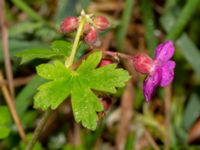 Geranium macrorrhizum Dalby stenbrott, Lund, Skåne, Sweden 20200523_0054