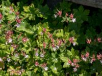 Geranium macrorrhizum Doktorspromenaden, Falkenberg, Halland, Sweden 20160605_0104