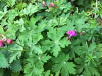 Geranium macrorrhizum Lokstallarna, Malmö, Skåne, Sweden 20160523_IMG_4459