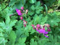 Geranium macrorrhizum Lokstallarna, Malmö, Skåne, Sweden 20160523_IMG_4460