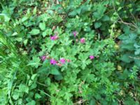 Geranium macrorrhizum Lokstallarna, Malmö, Skåne, Sweden 20160523_IMG_4461