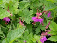 Geranium macrorrhizum Risarps grustag, Harplinge, Halmstad, Halland, Sweden 20220612_0075