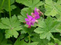 Geranium macrorrhizum Risarps grustag, Harplinge, Halmstad, Halland, Sweden 20220612_0076