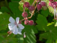 Geranium macrorrhizum Utkast SO Stångby, Lund, Skåne, Sweden 20240606_0012