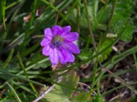 Geranium molle Östervärn, Malmö, Skåne, Sweden 20170513_0015