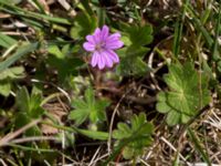 Geranium molle Hällevik, Stenshuvud, Simrishamn, Skåne, Sweden 20150503_0086