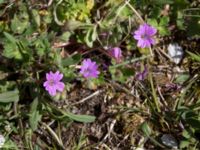 Geranium molle Hällevik, Stenshuvud, Simrishamn, Skåne, Sweden 20150503_0088